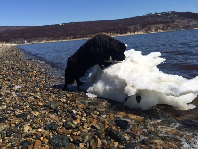 Фото: ньюфаундленд Chistolybivaya Chic s Berega Dona (Честолюбивая Чик с Берега Дона)
