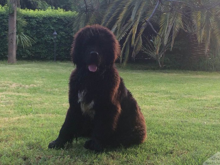 Фото: ньюфаундленд Schekn s Berega Dona (Щекн с Берега Дона)