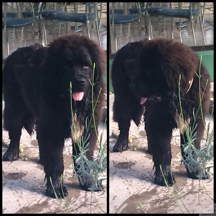 Фото: ньюфаундленд Schekn s Berega Dona (Щекн с Берега Дона)