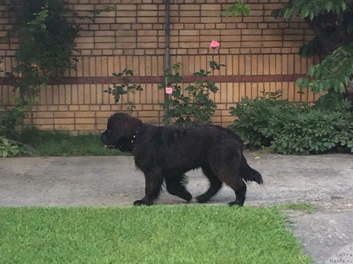 Фото: ньюфаундленд Schekn s Berega Dona (Щекн с Берега Дона)
