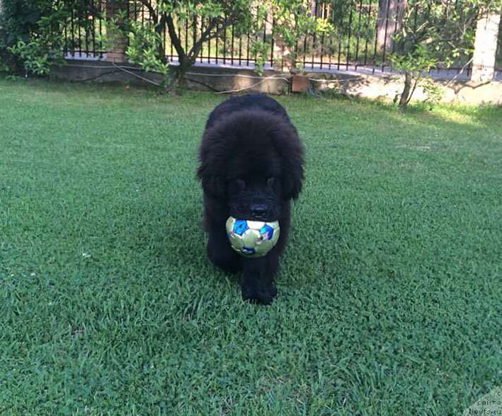 Фото: ньюфаундленд Schekn s Berega Dona (Щекн с Берега Дона)