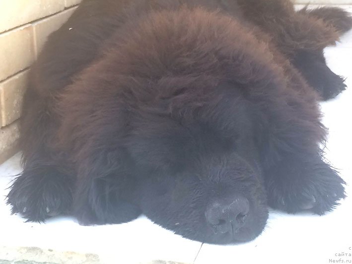 Фото: ньюфаундленд Schekn s Berega Dona (Щекн с Берега Дона)