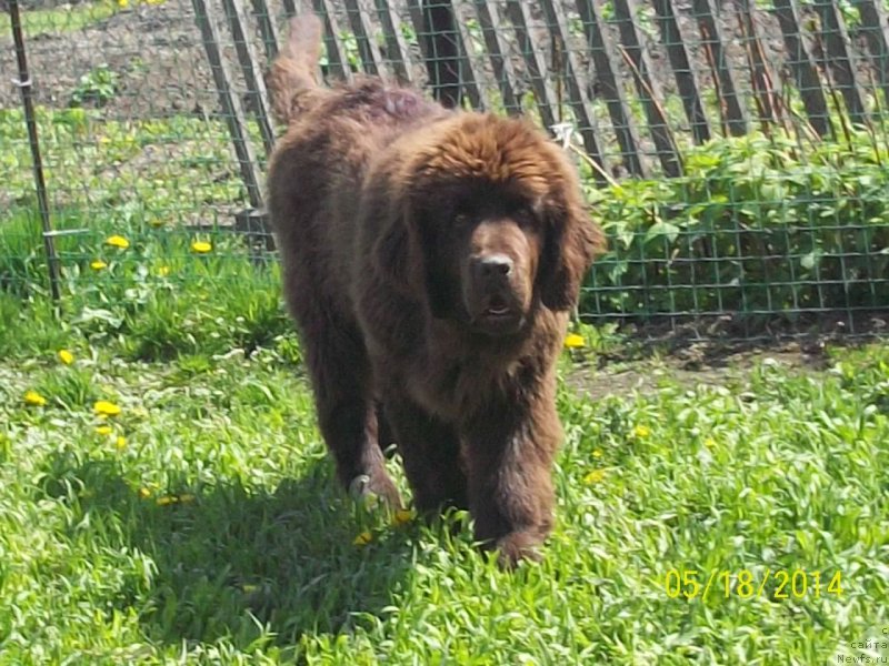 Фото: ньюфаундленд N'yufort YU'Severino (Ньюфорт Ю'Северино)