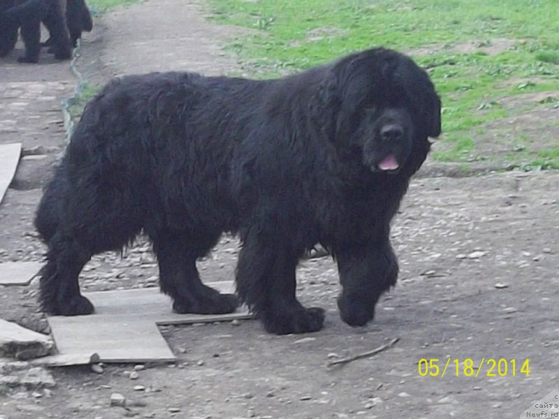 Фото: ньюфаундленд Vito Kacho Ferl (Вито Качо Ферл)