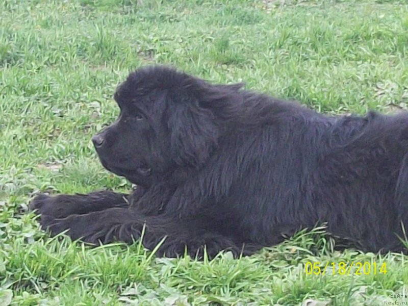 Фото: ньюфаундленд Super Premium Nao Del Trato (Супер Премиум Нао Дел Трато)