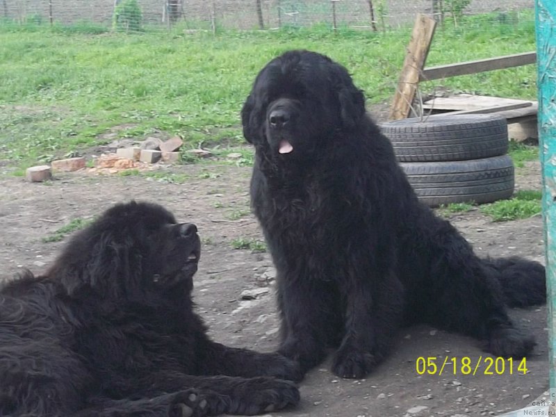 Фото: ньюфаундленд Viski Red Label Veps (Виски Ред Лейбл Вепс), ньюфаундленд Vito Kacho Ferl (Вито Качо Ферл)