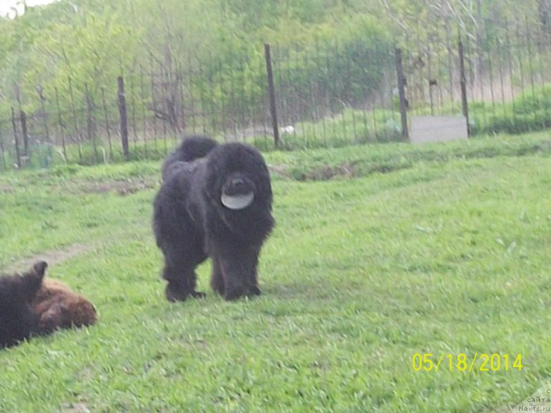 Фото: ньюфаундленд Super Premium Liniel Daylirring (Супер Премиум Линиэль Дайлиррин)