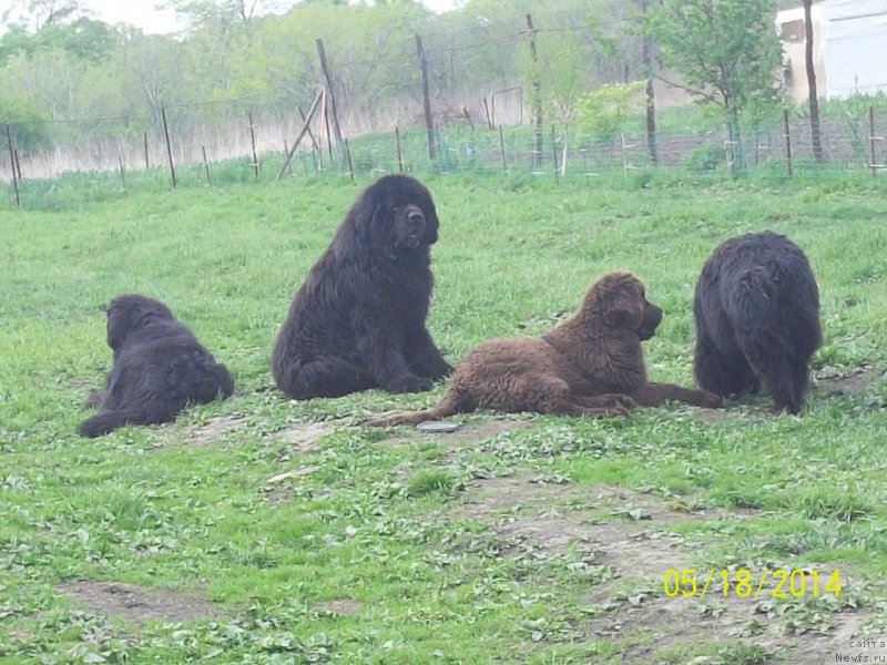 Фото: ньюфаундленд Viski Red Label Veps (Виски Ред Лейбл Вепс), ньюфаундленд Super Premium Nao Del Trato (Супер Премиум Нао Дел Трато), ньюфаундленд Super Premium Nemessis (Супер Премиум Немессис), ньюфаундленд N'yufort YU'Severino (Ньюфорт Ю'Северино)