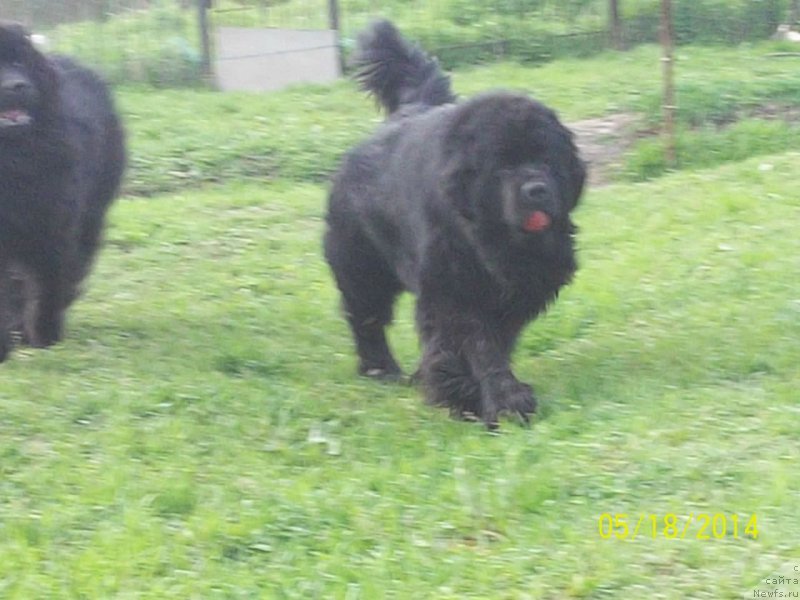 Фото: ньюфаундленд Super Premium Liniel Daylirring (Супер Премиум Линиэль Дайлиррин)