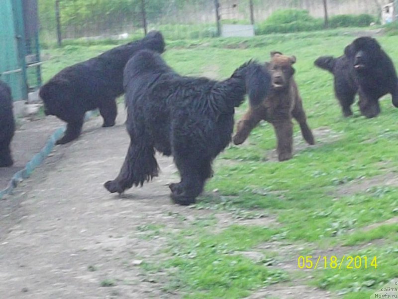 Фото: ньюфаундленд Super Premium Liniel Daylirring (Супер Премиум Линиэль Дайлиррин), ньюфаундленд Super Premium Nao Del Trato (Супер Премиум Нао Дел Трато), ньюфаундленд Super Premium Nemessis (Супер Премиум Немессис), ньюфаундленд N'yufort YU'Severino (Ньюфорт Ю'Северино)