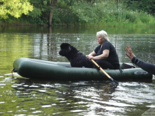 Фото: Galina Saryicheva (Галина Сарычева), ньюфаундленд Skippers Only You for Smigar