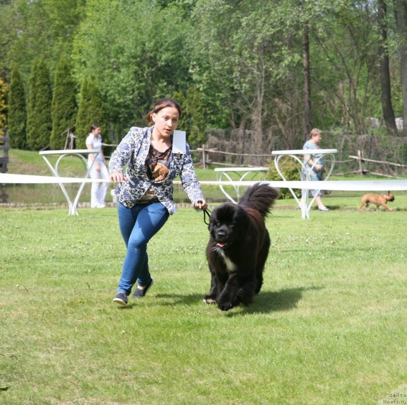Фото: ньюфаундленд Dark Pride Vertu (Дак Прайд Верту)