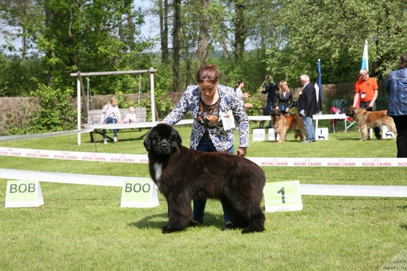 Фото: ньюфаундленд Dark Pride Vertu (Дак Прайд Верту)