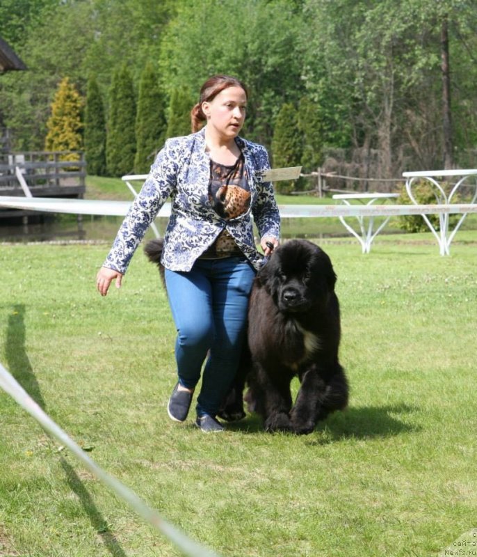 Фото: ньюфаундленд Dark Pride Vertu (Дак Прайд Верту)