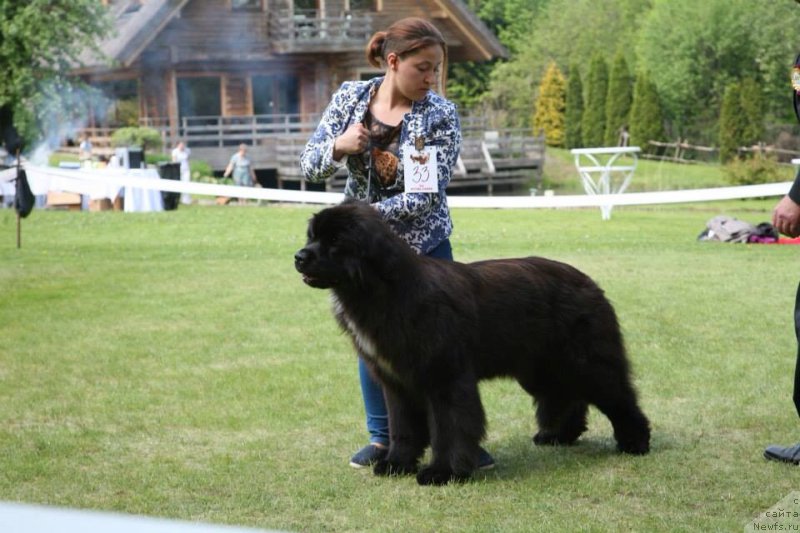 Фото: ньюфаундленд Dark Pride Vertu (Дак Прайд Верту)