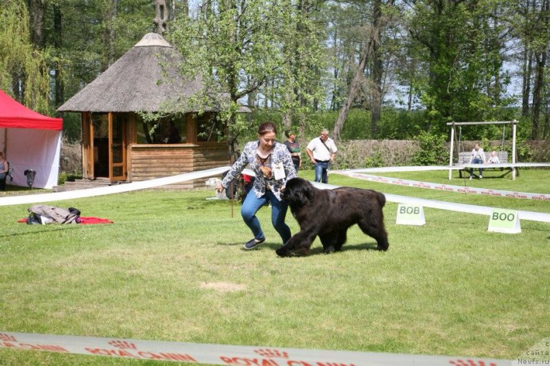 Фото: ньюфаундленд Dark Pride Vertu (Дак Прайд Верту)