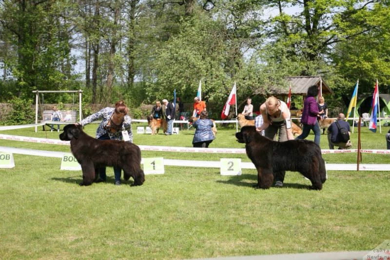 Фото: ньюфаундленд Dark Pride Vertu (Дак Прайд Верту), Zodiac Princess Nuo Ozo Kalvu