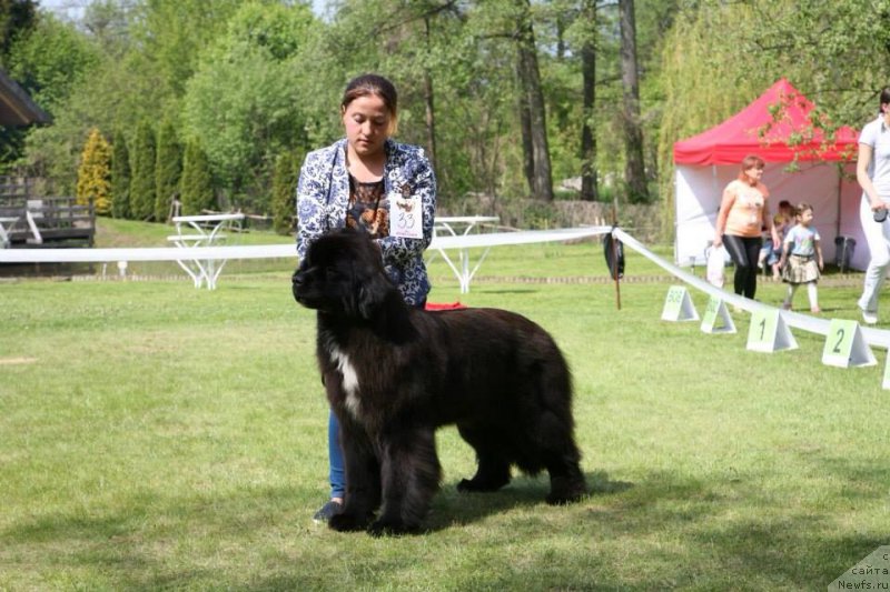 Фото: ньюфаундленд Dark Pride Vertu (Дак Прайд Верту)