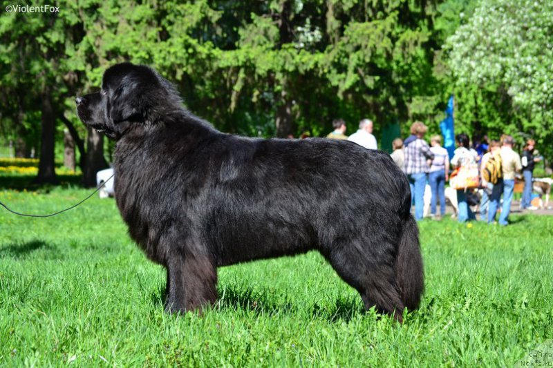Фото: ньюфаундленд Kiper Soul Layon Hyeert (Кипер Соул Лайон Хэерт)