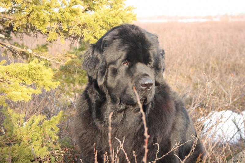 Фото: ньюфаундленд YAntarnaya Mechta (Янтарная Мечта)