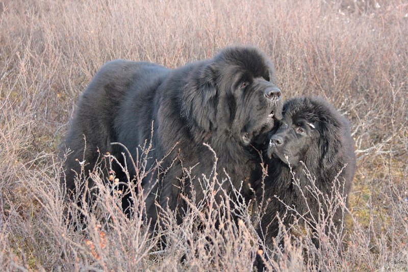 Фото: ньюфаундленд Beguschaya po Volnam Zero Kool (Бегущая по Волнам Зеро Коол), ньюфаундленд Ariel' Princess of ze Sii (Ариель Принцесс оф зе Сии)