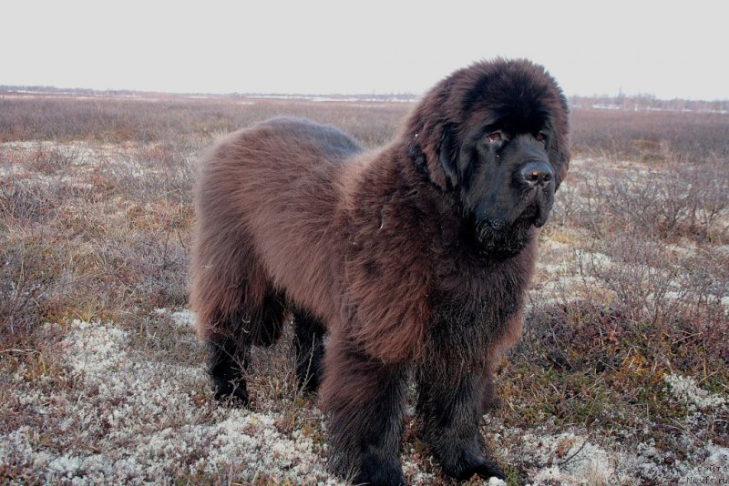 Фото: ньюфаундленд King of Helluland You Shock Me