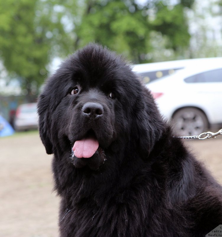 Фотография № 153580