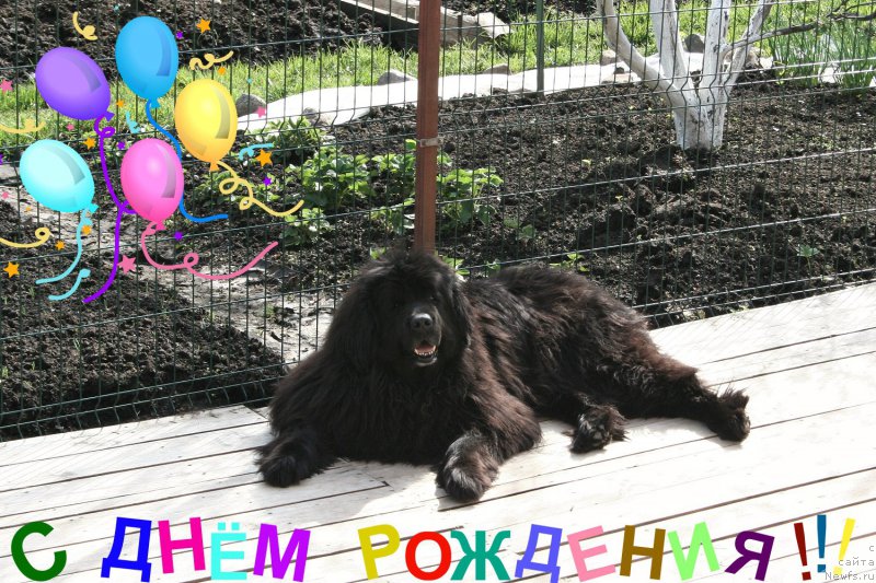 Фото: ньюфаундленд Usatyiy Nyan' Timosha (Усатый Нянь Тимоша)