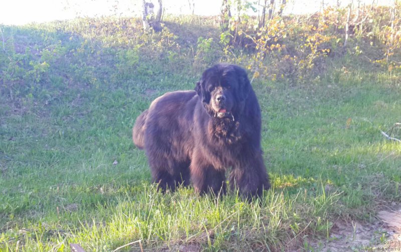 Фото: ньюфаундленд Ih Vyisochestvo Vladlena Madjiks (Их Высочество Владлена Маджикс)