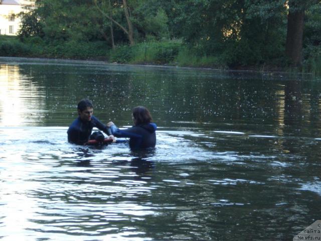 Фото: Ol'ga Koroleva (Ольга Королева), ньюфаундленд Drive Me Crazy of Apachee's Home, Валя