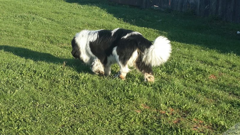 Фото: ньюфаундленд Super Bizon Ekaterinburg (Супер Бизон Екатеринбург)