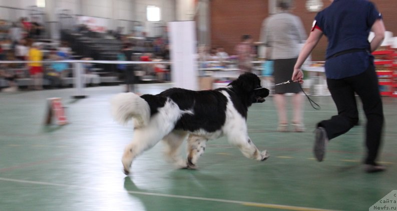 Фото: ньюфаундленд Iskushenie Moey Dushi (Искушение Моей Души)