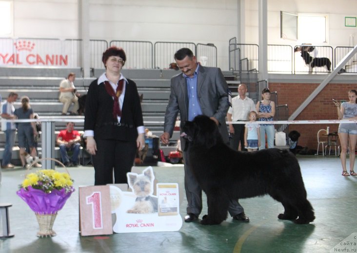 Фото: ньюфаундленд Zvezdnij Dar Afrodita (Звездный Дар Афродита)