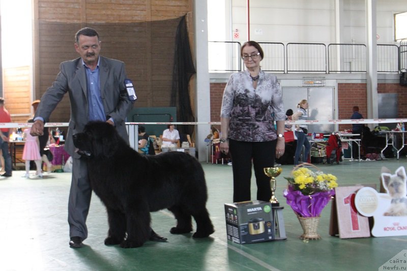Фото: ньюфаундленд Zvezdnij Dar Afrodita (Звездный Дар Афродита)