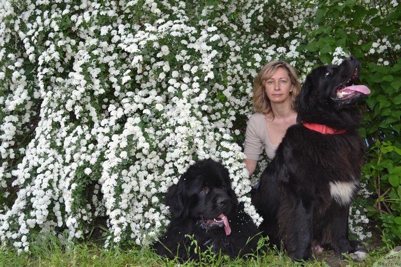 Фото: ньюфаундленд Vivat Brave Master Super Mishka, ньюфаундленд Baffi (Баффи), Ol'ga Malyihina (Ольга Малыхина)