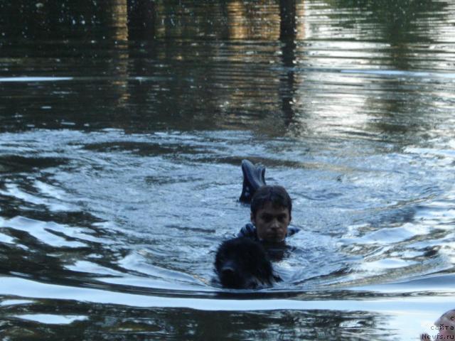 Фото: ньюфаундленд Drive Me Crazy of Apachee's Home, Валя