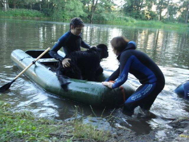 Фото: Валя, ньюфаундленд Drive Me Crazy of Apachee's Home, Kseniya Semikova (Ксения Семикова)