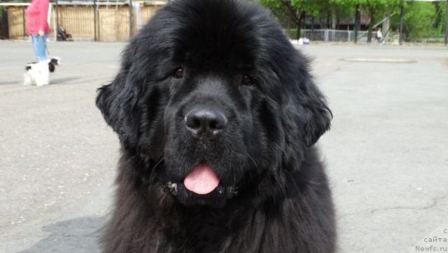 Фото: ньюфаундленд Akvatoriya Kelvin CHernaya Feeriya (Акватория Келвин Черная Феерия)