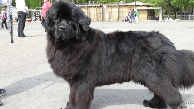 Фото: ньюфаундленд Akvatoriya Kelvin CHernaya Feeriya (Акватория Келвин Черная Феерия)