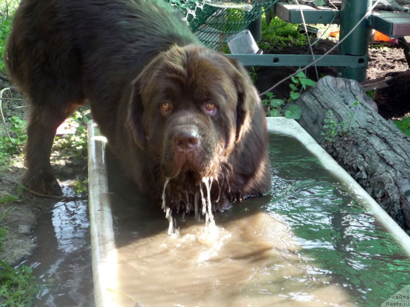 Фото: ньюфаундленд Charmer Denkam Bronze (Чармер Денкам Бронз)