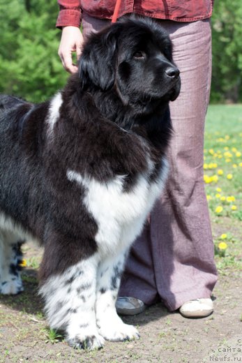 Фото: ньюфаундленд N'yufort YEliss (Ньюфорт Элисс)