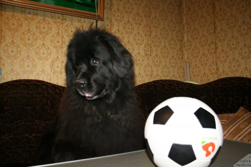 Фото: ньюфаундленд Usatyiy Nyan' Timosha (Усатый Нянь Тимоша)