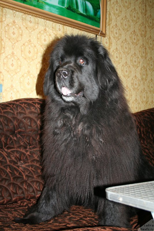 Фото: ньюфаундленд Usatyiy Nyan' Timosha (Усатый Нянь Тимоша)