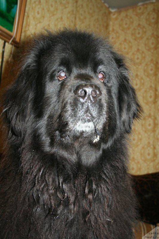 Фото: ньюфаундленд Usatyiy Nyan' Timosha (Усатый Нянь Тимоша)