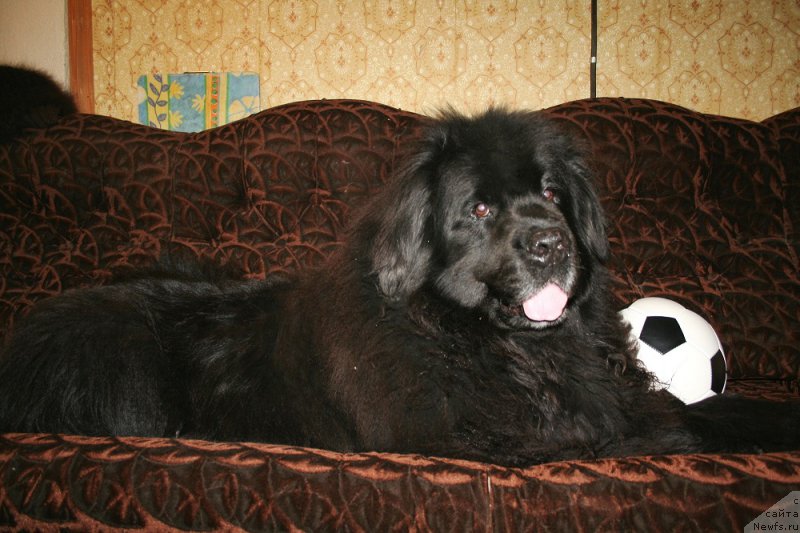 Фото: ньюфаундленд Usatyiy Nyan' Timosha (Усатый Нянь Тимоша)