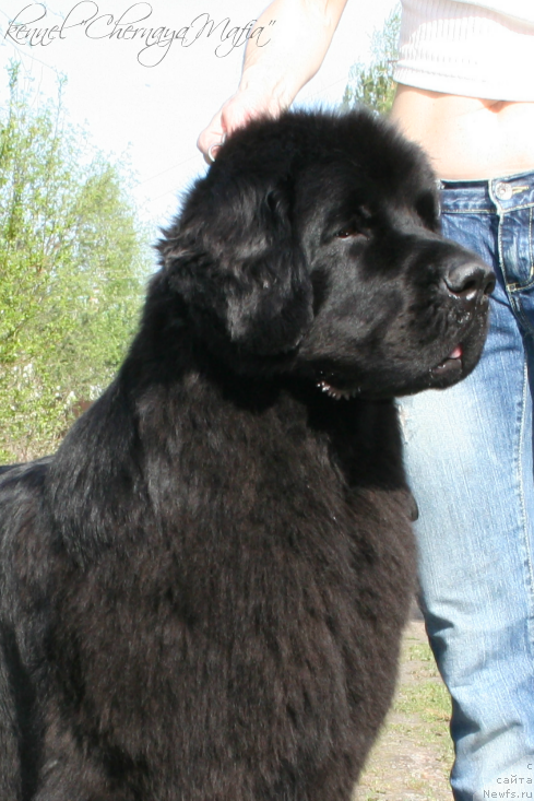 Фото: ньюфаундленд Ohoi's Jet Set