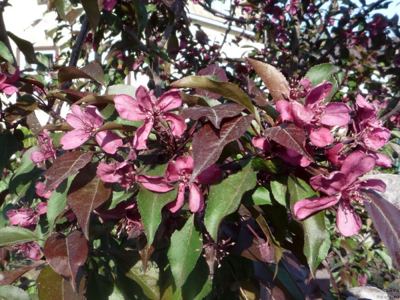 Фотография № 153743