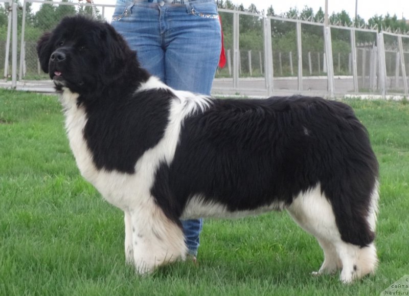 Фото: ньюфаундленд Akvian Song Kiss from Rouz (Аквиан Сонг Кисс Фром Роуз)