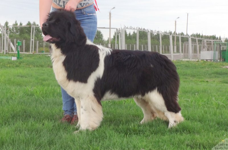 Фотография № 153751