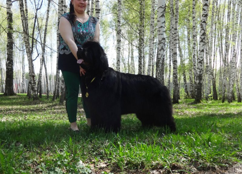 Фото: ньюфаундленд Njufort Natali (Ньюфорт Натали)